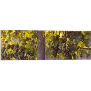 WallClassics - Vlag - Groene en Paarse Trossen Druiven - 60x20 cm Foto op Polyester Vlag
