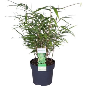 Hello Plants Fargesia Rufa - Ø 14 cm - Hoogte: 40 cm - Bamboe Plant