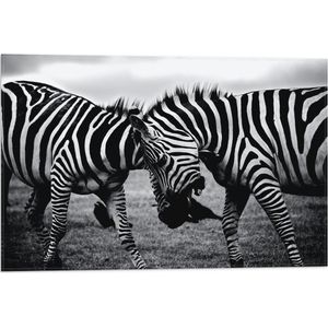 WallClassics - Vlag - Stoeiende Zebra's Zwart-Wit - 60x40 cm Foto op Polyester Vlag