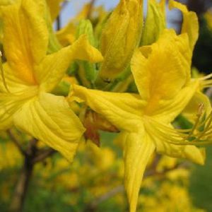 Azalea knaphill 'Geel' - 40-50 cm