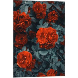 WallClassics - Vlag - Rode Volle Bloemen in Donkergroene Struik - 50x75 cm Foto op Polyester Vlag