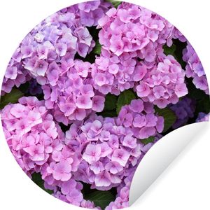 WallCircle - Behangcirkel - Hortensia - Bloemen - Roze - Planten - Natuur - Behang zelfklevend - Behang rond- 100x100 cm - Behangsticker - Behangcirkel bloemen