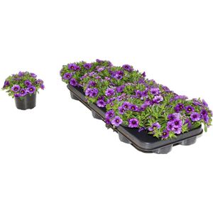 Mini-petunia / Million Bells (Callibrachoa) - blauw - perkplant - 9 kwekerspotjes (Ø10,5cm) - volle tray