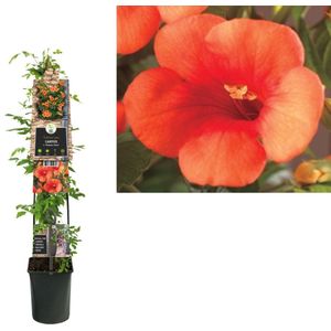 Klimplant Campsis t. Madame Galen (trompetbloem) 120cm