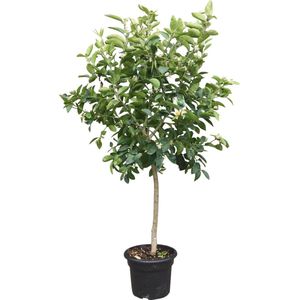 Limoenboom, Citrus Latifolia, groene limoen, 160cm