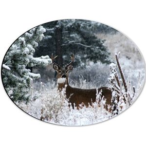 WallClassics - Dibond Ovaal - Klein Hert met Gewei in Sneeuwbos met Bomen - 40x30 cm Foto op Ovaal (Met Ophangsysteem)