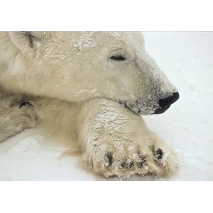 Dibond - Dieren - Wildlife / Ijsbeer in wit / grijs / zwart  - 80 x 120 cm.