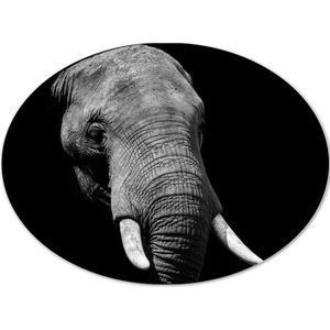 WallClassics - Dibond Ovaal - Grijze Olifant met Witte Slagtanden - Zwart Wit - 28x21 cm Foto op Ovaal (Met Ophangsysteem)