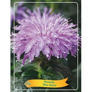 Plants Online - Tuinplanten - Vaste planten - Set van 10 - Monarda 'Blue Moon' - 1 liter pot - Plant Tray 10 Stuks