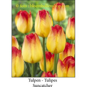 tulp Suncatcher 25 bollen maat 12/+ tulpen bloembollen