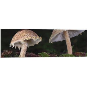 WallClassics - Vlag - Twee Paddestoelen in het Bos - 90x30 cm Foto op Polyester Vlag