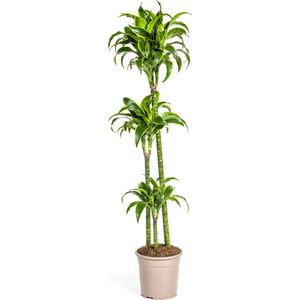 Plantenboetiek.nl | Dracaena Deremensis Dorado - Ø24cm - 120-130cm hoog - Kamerplant - Groenblijvend