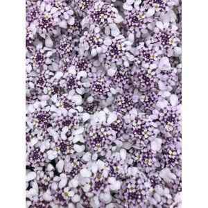 6 x Iberis sempervirens 'PINK ICE®' -  Scheefbloem - in pot 9x9 cm