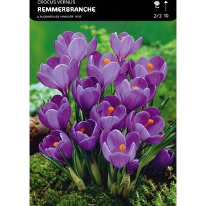 50 x Crocus 'Remmerbranche' Bloembollen - Vroege Paars-Witte Voorjaarsbloeiers