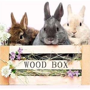 3D wenskaart rabbit wood box