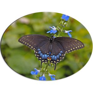WallClassics - Dibond Ovaal - Zwarte Vlinder op Blauwe Bloem - 56x42 cm Foto op Ovaal (Met Ophangsysteem)