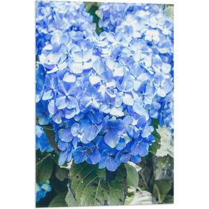 WallClassics - Vlag - Grote Blauwe Hortensia Bloemen - 50x75 cm Foto op Polyester Vlag