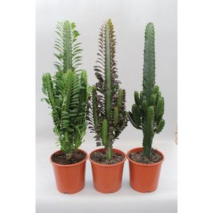 Plantenboetiek.nl | Cactus Desert Mix (Euphorbia) | 3 stuks - Ø17cm - 70cm hoog - Kamerplant - Groenblijvend - Multideal - Cactus & Vetplanten