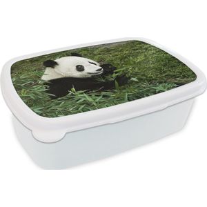 Broodtrommel Wit - Lunchbox - Brooddoos - Panda - Bamboe - Plant - 18x12x6 cm - Volwassenen