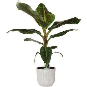 Musa Dwarf Cavendish  in ELHO sierpot Vibes Fold Round (zijdewit) ↨ 80cm - hoge kwaliteit planten