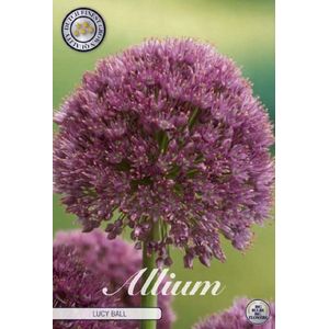 Allium | Lucy Ball