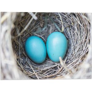 WallClassics - Vlag - Blauwe Eieren in een Nest - 40x30 cm Foto op Polyester Vlag