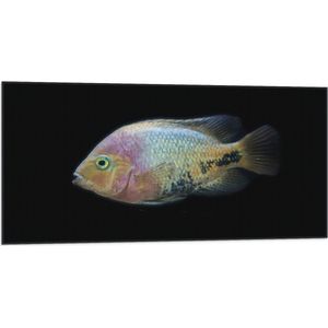 WallClassics - Vlag - Pastelkleurige Vis - 100x50 cm Foto op Polyester Vlag
