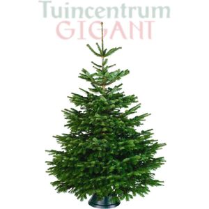 Echte kerstboom - Nordmann Excellent - Gezaagd Geen Kluit - 150-175cm