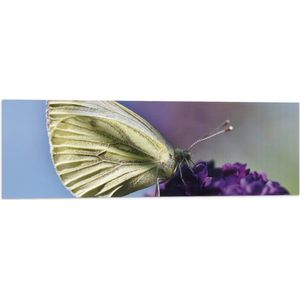 WallClassics - Vlag - Witte Vlinder op Paarse Bloem - 90x30 cm Foto op Polyester Vlag