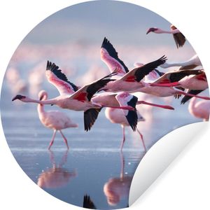 Behangcirkel - Zelfklevend behang - Flamingo - Zee - Water - Vogel - Tropical - ⌀ 120 cm - Behang cirkel - Behangcirkel dieren - Wanddecoratie rond