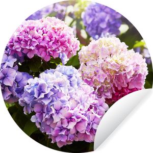 Behangcirkel - Zelfklevend behang - Hortensia - Bloemen - Planten - Bladeren - Natuur - ⌀ 30 cm - Behangcirkel zelfklevend - Behangsticker - Behangcirkel bloemen