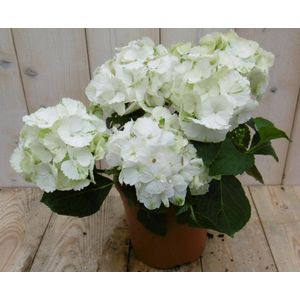 Hortensia Hydrangea Wit 30 - 40 cm 4 tot 6 bloemen