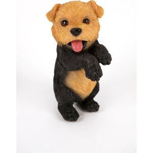 Norfolkterriër pup - Hamac - Tuinbeeld