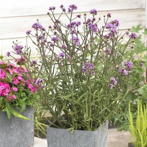 25 x Lage Verbena 'Lollipop' Paars|Roze - Tuinplanten Winterhard - IJzerhard Lollipop in 9x9cm pot met hoogte 5-10cm