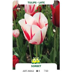Tulpen Sorbet - bloembollen tulp - maat 12/+ - tulpenbollen