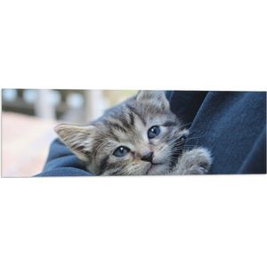 WallClassics - Vlag - Grijze Kitten in Armen - 90x30 cm Foto op Polyester Vlag