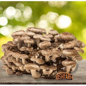 ToshiFarm Fruiting Block voor Shiitake (3kg) - 100% Biologisch - Shiitake Kweekset - Kweekset Japanse Paddenstoelen - Shiitake Kweken