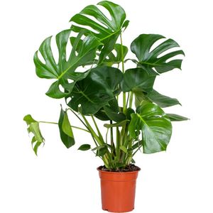 Monstera Deliciosa - Gatenplant - Kamerplant - Luchtzuiverende plant voor binnen - ⌀21 cm - 70-80 cm