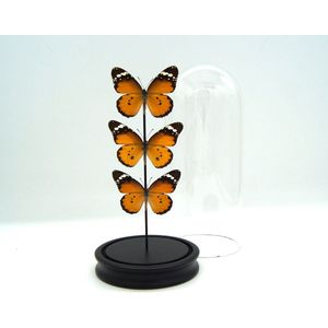 Stolp met 3 opgezette vlinders Danaus Chrysippus - H 19 cm x D 8 cm - entomologie