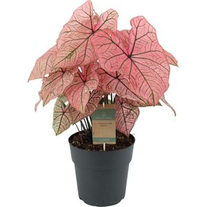 Caladium Spring Fling - 65 Cm - Ø21Cm