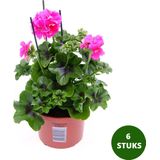 Geranium hangend - roze/ lila tinten - hang geraniums - Pelargonium peltatum - 6 stuks