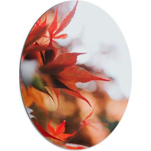WallClassics - Dibond Ovaal - Close up van Rode Herfstbladeren - 60x80 cm Foto op Ovaal (Met Ophangsysteem)