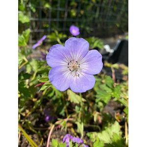 6 x Geranium 'Azure Rush' - Ooievaarsbek - P9 Pot (9 x 9cm) - Dima Vaste Planten