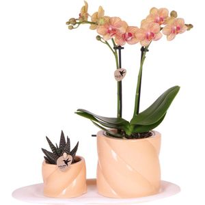 Kolibri Orchids | Gift set Optimism small peach | Groene plant met oranje Phalaenopsis orchidee in Candy sierpotten op wit organisch dienblad