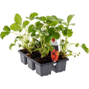 Bloomique - Aardbeienplanten - Set van 6 Fruitplanten - Buitenplanten - Tuinplanten geleverd inclusief Kweekpot - 15 tot 20 cm
