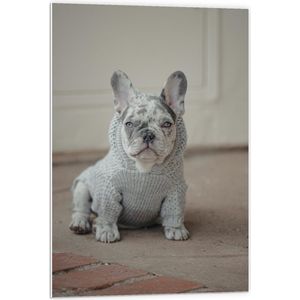 WallClassics - PVC Schuimplaat - Kleine Hond in Grijze Trui Zittend - 60x90 cm Foto op PVC Schuimplaat (Met Ophangsysteem)
