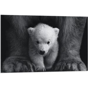 WallClassics - Vlag - Kleine IJsbeer Tussen Voeten van Grote IJsbeer - 90x60 cm Foto op Polyester Vlag