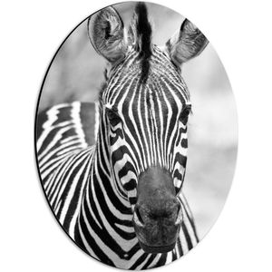 WallClassics - Dibond Ovaal - Kop van Prachtige Zebra (Zwart- wit) - 30x40 cm Foto op Ovaal (Met Ophangsysteem)