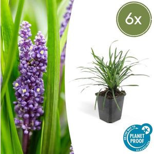 Leliegras (Liriope muscari 'Big Blue') x6, frisse bodembedekker