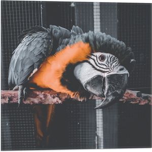 WallClassics - Vlag - Zwart met Oranje Papegaai op een Tak in een Kooi - 50x50 cm Foto op Polyester Vlag